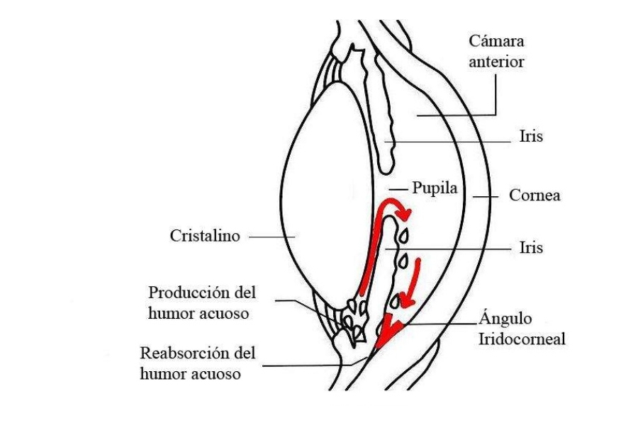 3 que es la presion intraocular pio